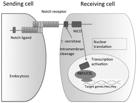 Oncogenic role of the Notch pathway in primary liver cancer (Review) Corrigendum in /10.3892/ol ...