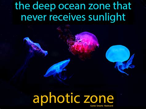 Aphotic Zone - Easy Science | Ocean zones, Easy science, Ecosystems