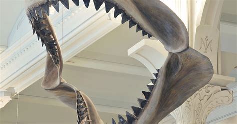 Carcharodon Megalodon Teeth | American Museum of Natural History