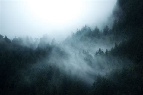 Download British Columbia Canada Fog Nature Forest HD Wallpaper