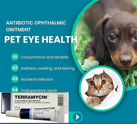 Terramycin Antibiotic Ointment for Eye Infection Treatment in Dogs ...