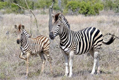 Kruger | Zebra and Young