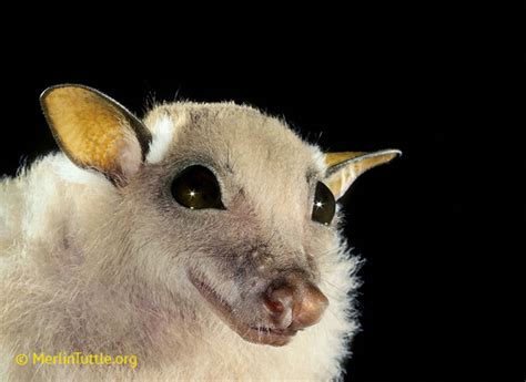 Think Bats Are Creepy? Well, Check Out These Adorable Photos. – Mother Jones