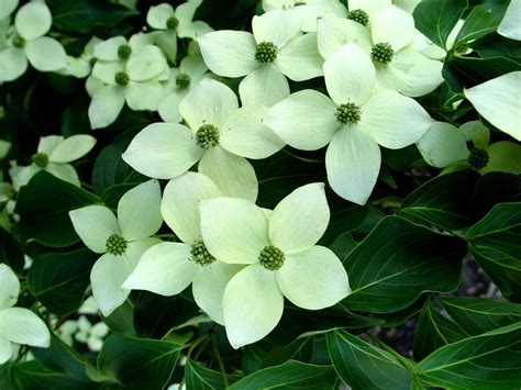 Garden Housecalls - Kousa dogwood