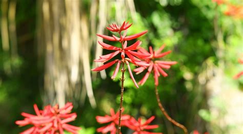 21 Plants Completely Native to the Florida Everglades