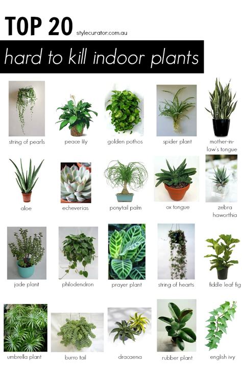 Top 20 hard to kill indoor plants | Style Curator