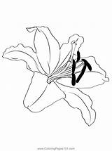 Oriental Lily Coloring Page For Kids  Free Lilies Printable sketch template