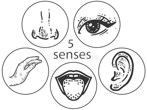 5 Senses Icons Stock Illustrations – 57 5 Senses Icons Stock Illustrations, Vectors & Clipart ...