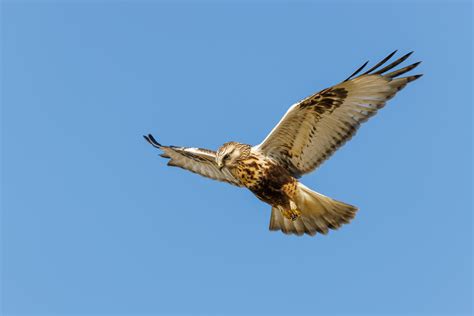 Wisconsin Birds of Prey: 9 Most Common Predators with Pictures