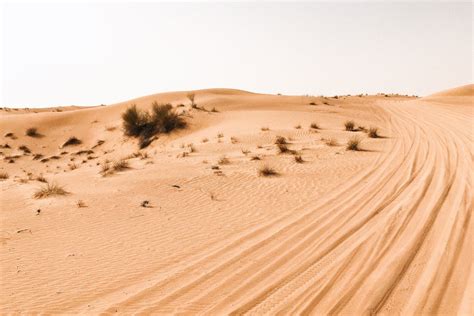 Green Grasses on Sahara Desert · Free Stock Photo