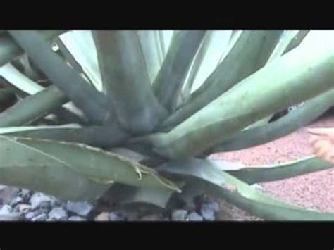 The Many Uses of the Maguey Plant - YouTube