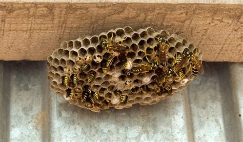 How to Prevent Paper Wasps from Building Nests in Okmulgee, OK