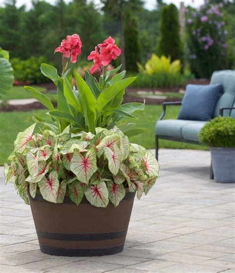 87 Landscaping Ideas With Cannas : Home Garden