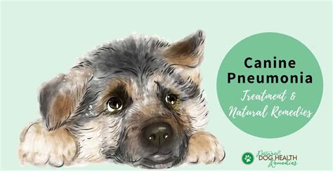 Canine Pneumonia Symptoms, Causes & Natural Home Remedies