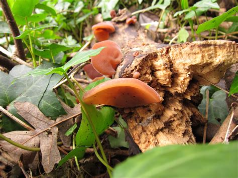 LOOSE AND LEAFY in DORSET: JELLY EAR FUNGUS