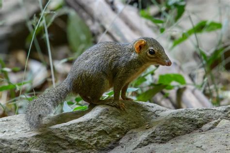 Northern treeshrew (Tupaia belangeri)