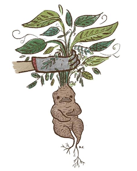 Mandrake Harry Potter Drawing