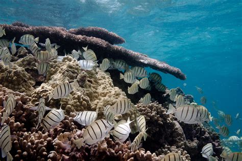 Coral reef, Shark Island, French Frigate Shoals | The coral … | Flickr