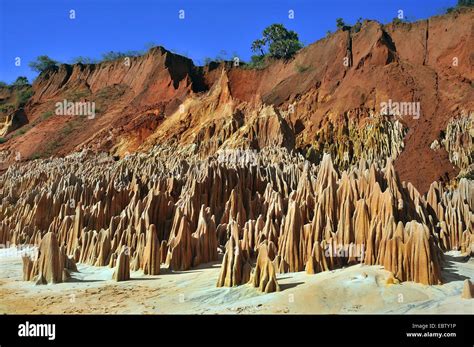 red karst limestone formation, Madagascar, Nationalpark Tsingy de Bemaraha, Tsingy Stock Photo ...