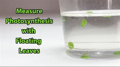 Measure Photosynthesis with Floating Leaves | Science Project - YouTube