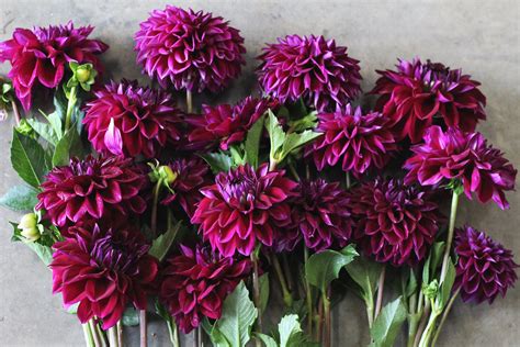 Tried & True Favorite Dahlia Varieties — Flourish Flower Farm