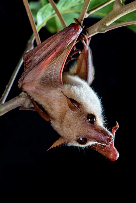 Northern Blossom Bat Hanging From A Branch, Australia Photograph by ...