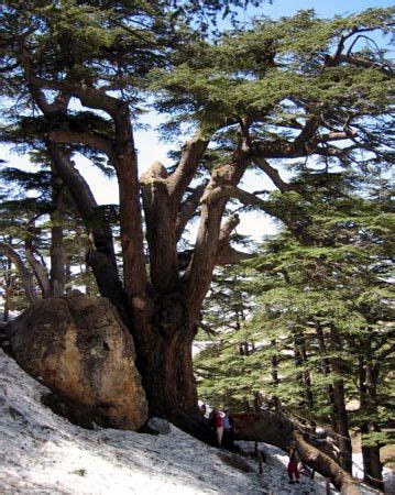 Cedar of Lebanon | plant | Britannica