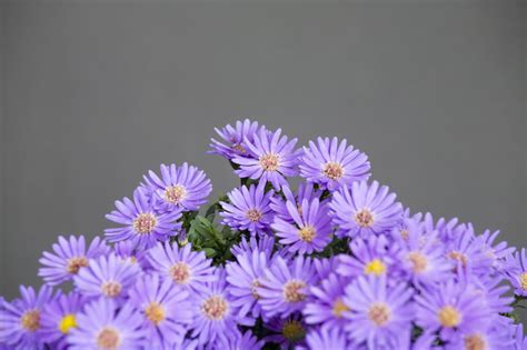 The Unique Meaning of Aster Flowers Will Astonish You to the Core ...