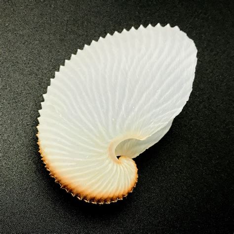 Argonaut Shell Paper Nautilus Natural Cleaned Sea Shell Rare - Etsy