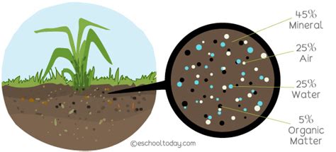 What is soil? What is soil made up of? – Eschooltoday