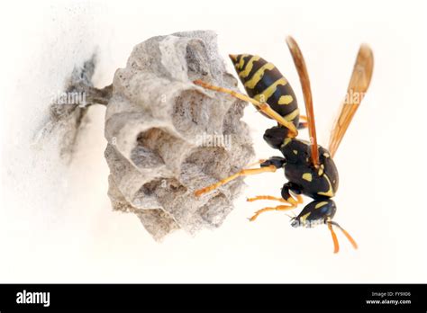 Young female European paper wasp queen, Polistes dominula, on her newly ...