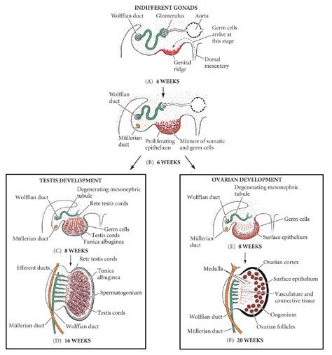 Development of the Reproductive System - Embryology - TeachMeAnatomy