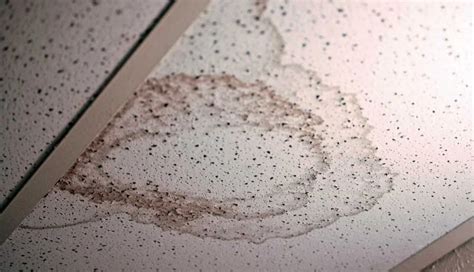 Mold on Ceiling Tiles – Causes + Removal & Prevention Guide!