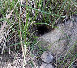 Burrowing animals: Determining species by burrows & damage - 6.521 ...