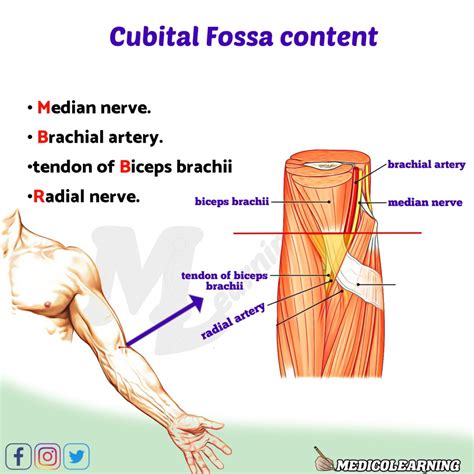 Cubital Fossa Content Mnemonic – MedicoLearning