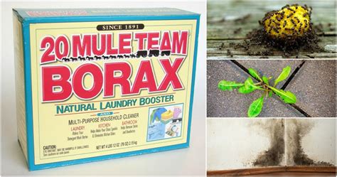 15 Ways To Use Borax You've Probably Never Even Thought Of