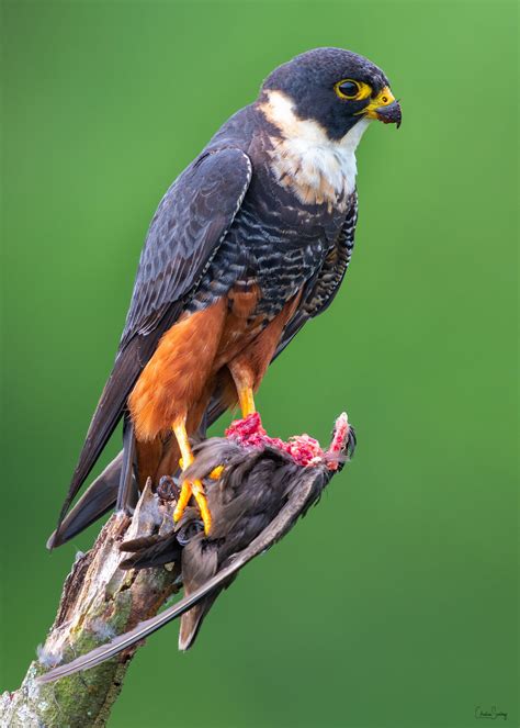 Bat Falcon | Birds of prey, Beautiful birds, Falcon