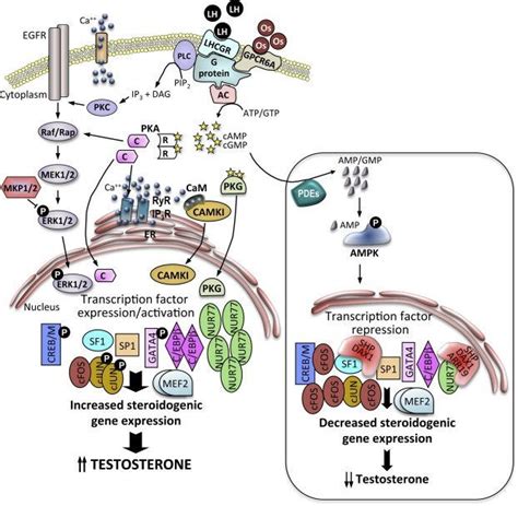 Molecular regulation of steroidogenesis in endocrine Leydig cells : Infographics