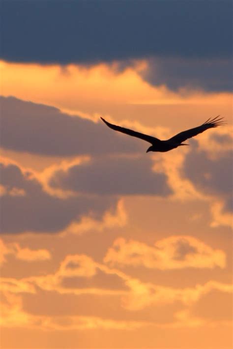 Soaring Sunrises, Bald Eagle, Celestial, Bird, Animals, Outdoor, Outdoors, Animales, Animaux