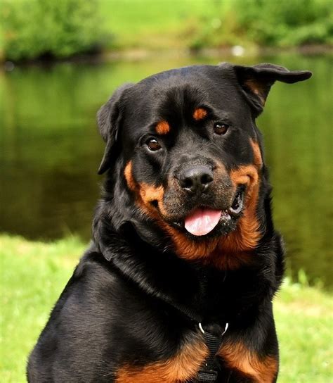 Rottweiler husky mix | Rottsky | A complete guide - Your Dogs World