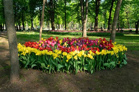 Colorful Tulips in the Flower Garden. Flowers Multicolored Tulips ...