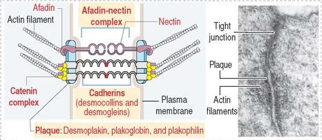 EPITHELIUM | Clinical Gate