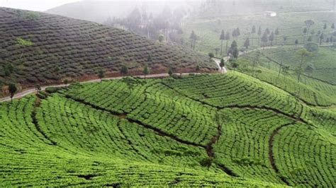 5 must-visit tea growing regions in India - Travel News