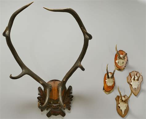 Lot 552: Large Elk antlers and 4 Roebuck Antlers | Case Auctions