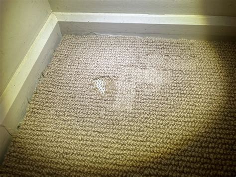 Signs of carpet beetles - little bugs can do a lot of damage