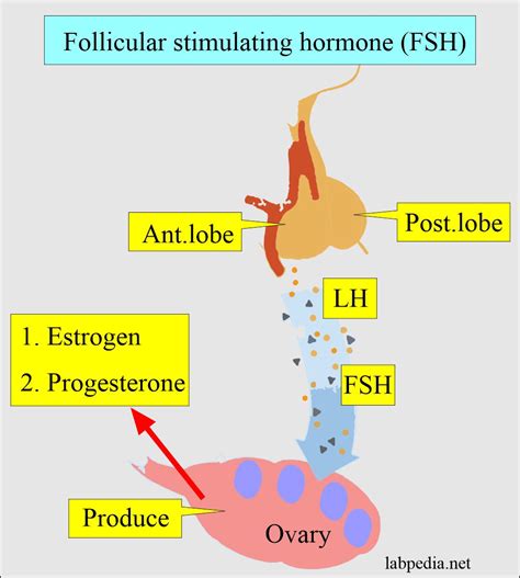 Follicle Stimulating Hormone (FSH) (Follicular Stimulating Hormone), Follitropin - Labpedia.net