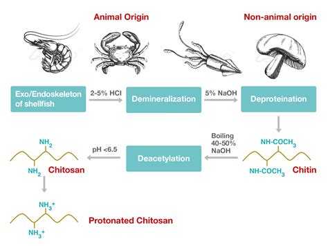 An Overview, Properties and Biomedical Applications of Chitosan