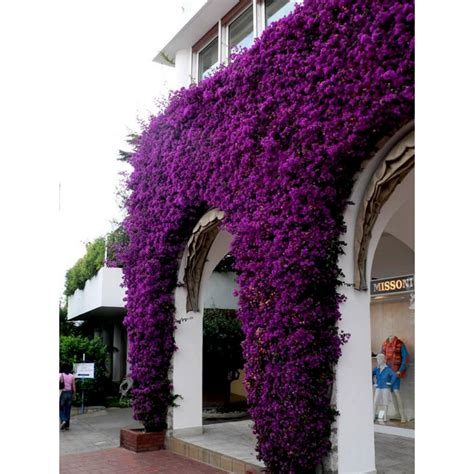 Bougainvillea spectabilis Mix Violet and Red Seeds - Price €1.95