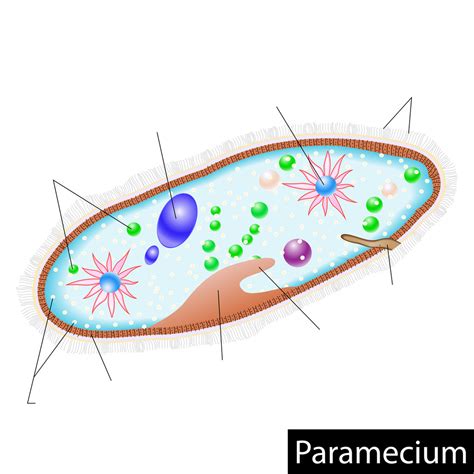 Parts of the Paramecium Diagram Diagram | Quizlet