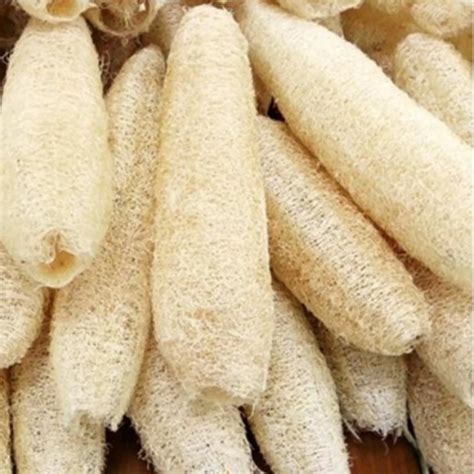 Luffa /loofah Sponge Natural/ Sponge Luffa Whatsapp 0084 845639639 - Buy Luffa,Sponge Luffa ...